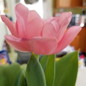 Meet your Posher, Abigail